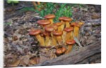 Jack-o-lantern Mushroom growing on dead tree trunk by Anonymous