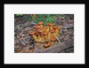 Jack-o-lantern Mushroom growing on dead tree trunk by Anonymous