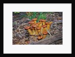Jack-o-lantern Mushroom growing on dead tree trunk by Anonymous