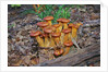 Jack-o-lantern Mushroom growing on dead tree trunk by Anonymous