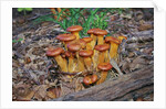 Jack-o-lantern Mushroom growing on dead tree trunk by Anonymous