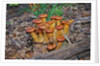 Jack-o-lantern Mushroom growing on dead tree trunk by Anonymous