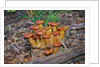 Jack-o-lantern Mushroom growing on dead tree trunk by Anonymous