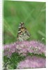 Painted Lady Butterfly resting on flower bud by Anonymous