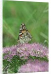 Painted Lady Butterfly resting on flower bud by Anonymous
