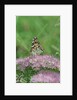 Painted Lady Butterfly resting on flower bud by Anonymous