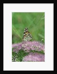 Painted Lady Butterfly resting on flower bud by Anonymous
