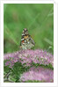 Painted Lady Butterfly resting on flower bud by Anonymous