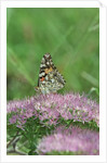 Painted Lady Butterfly resting on flower bud by Anonymous