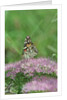 Painted Lady Butterfly resting on flower bud by Anonymous
