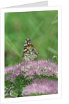 Painted Lady Butterfly resting on flower bud by Anonymous