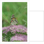 Painted Lady Butterfly resting on flower bud by Anonymous