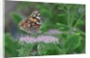 Painted Lady Butterfly resting on flower bud by Anonymous