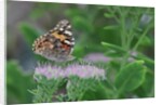 Painted Lady Butterfly resting on flower bud by Anonymous