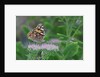 Painted Lady Butterfly resting on flower bud by Anonymous