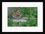 Painted Lady Butterfly resting on flower bud by Anonymous