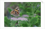 Painted Lady Butterfly resting on flower bud by Anonymous