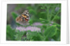 Painted Lady Butterfly resting on flower bud by Anonymous