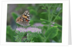Painted Lady Butterfly resting on flower bud by Anonymous