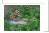Painted Lady Butterfly resting on flower bud by Anonymous