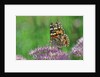 Ladies and Red Admirals Butterfly resting on flower bud by Anonymous