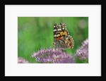 Ladies and Red Admirals Butterfly resting on flower bud by Anonymous