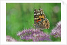Ladies and Red Admirals Butterfly resting on flower bud by Anonymous