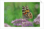 Ladies and Red Admirals Butterfly resting on flower bud by Anonymous