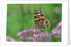 Ladies and Red Admirals Butterfly resting on flower bud by Anonymous