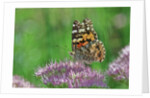 Ladies and Red Admirals Butterfly resting on flower bud by Anonymous