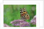 Ladies and Red Admirals Butterfly resting on flower bud by Anonymous