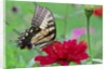 Swallowtail Butterfly resting on flower bud by Anonymous