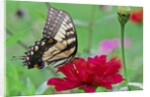 Swallowtail Butterfly resting on flower bud by Anonymous