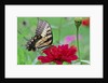 Swallowtail Butterfly resting on flower bud by Anonymous