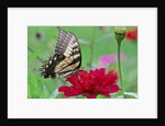 Swallowtail Butterfly resting on flower bud by Anonymous