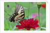 Swallowtail Butterfly resting on flower bud by Anonymous