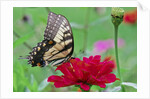 Swallowtail Butterfly resting on flower bud by Anonymous