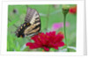 Swallowtail Butterfly resting on flower bud by Anonymous
