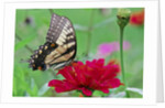 Swallowtail Butterfly resting on flower bud by Anonymous