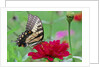 Swallowtail Butterfly resting on flower bud by Anonymous