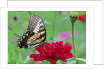 Swallowtail Butterfly resting on flower bud by Anonymous