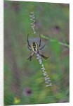 Spider weaving web by Anonymous