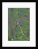 Spider weaving web by Anonymous
