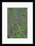 Spider weaving web by Anonymous