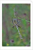 Spider weaving web by Anonymous