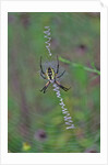Spider weaving web by Anonymous
