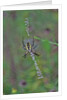 Spider weaving web by Anonymous