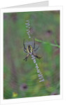 Spider weaving web by Anonymous