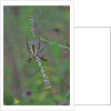 Spider weaving web by Anonymous