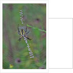 Spider weaving web by Anonymous